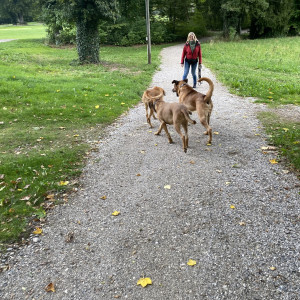 Broholmer Familie: Mama Romy, Schwester Frieda und Connor