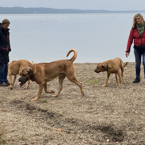 Broholmer Familie: Mama Romy, Schwester Frieda und Connor